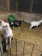 Ter dekking, Dieren en Toebehoren, Schapen, Geiten en Varkens, Mannelijk