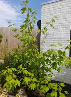 suikeresdoorn grote boom in boomkuip Acer saccharum, Ophalen, Overige soorten