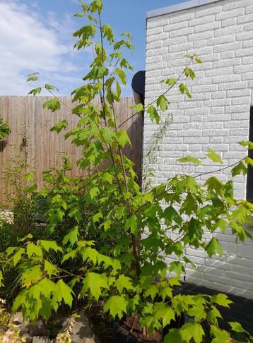 suikeresdoorn grote boom in boomkuip Acer saccharum beschikbaar voor biedingen