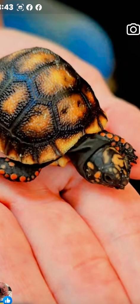 2x Baby Landschildpad Kolenbrander, Dieren en Toebehoren, Reptielen en Amfibieën, Schildpad, 0 tot 2 jaar