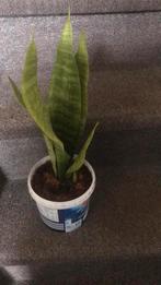 Stekjes, Ophalen, Vetplant, Halfschaduw, Minder dan 100 cm