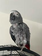 Goed thuis gezocht voor Grijze roodstaart (man), Dieren en Toebehoren, Vogels | Parkieten en Papegaaien, Mannelijk, Papegaai, Pratend