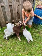 Geitjes, Dieren en Toebehoren, Geit