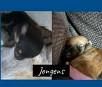 Geboren 20/10/2025 nestje Jack Russel pups, Jack Russell Terriër, CDV (hondenziekte), 8 tot 15 weken, Meerdere