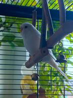 Grasparkiet met kooi, Dieren en Toebehoren, Mannelijk, Parkiet