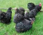 KNUFFELKIPPEN................, Dieren en Toebehoren, Pluimvee, Vrouwelijk, Kip