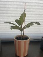 Madagascar Jewel, Ophalen, Overige soorten, In pot, Minder dan 100 cm