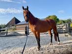 Nieuwe advertentie! PAARD! dressuurmerrie v. Las Vegas, Dieren en Toebehoren, Pony's, Gechipt, Dressuurpony, 3 tot 6 jaar, Onbeleerd