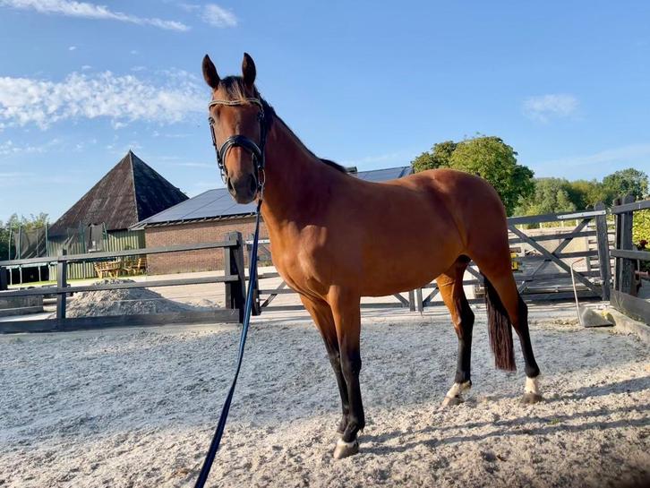 Nieuwe advertentie! PAARD! dressuurmerrie v. Las Vegas, Dieren en Toebehoren, Pony's, Merrie, Onbeleerd, E pony (1.48m - 1.57m)