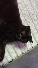 Brits korthaar Poes, Dieren en Toebehoren, Katten en Kittens | Overige Katten, Poes