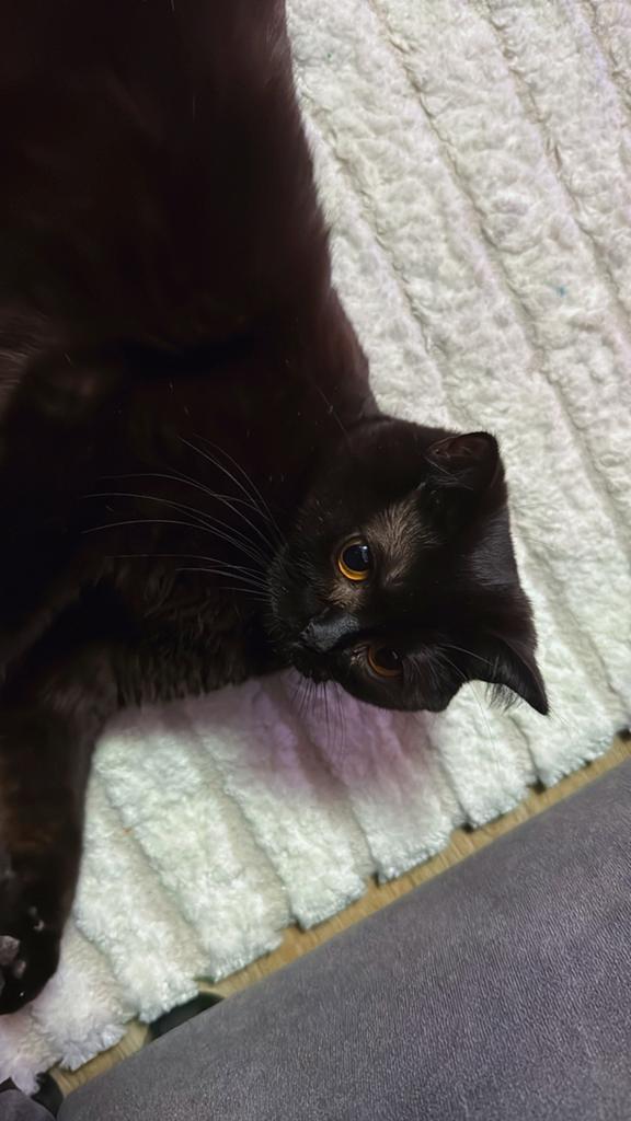 Brits korthaar Poes, Dieren en Toebehoren, Katten en Kittens | Overige Katten, Poes