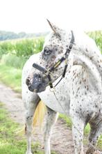 Super betrouwbare Appaloosa NAS (E pony), Dieren en Toebehoren, Pony's, B, Gechipt, 11 jaar of ouder, Recreatiepony