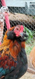 3 Araucana hanen, Mannelijk, Kip