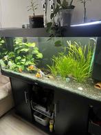 Aquarium juvel 450 rio, Dieren en Toebehoren, Vissen | Aquaria en Toebehoren, Ophalen of Verzenden, Gebruikt, Gevuld zoetwateraquarium