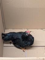 Haantje, Dieren en Toebehoren, Pluimvee, Mannelijk, Kip