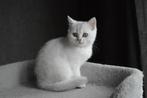 Prachtige britse korthaar kittens, Dieren en Toebehoren, Meerdere dieren, Ontwormd, 0 tot 2 jaar