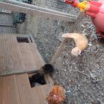 Padua haantjes, Dieren en Toebehoren, Pluimvee, Mannelijk, Kip