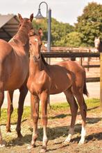 Spectaculair bewegend hengstveulen v. Fontaine TN. TOP LIJN!, Hengst, Dressuurpaard, Gechipt, 0 tot 2 jaar
