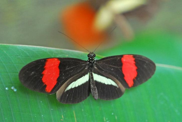 Heliconius Charitonius / Heliconius Melpomene eitjes, Dieren en Toebehoren, Insecten en Spinnen, Vlinders of Rupsen
