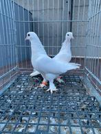 Taklas koppel, Dieren en Toebehoren, Meerdere dieren, Overige soorten