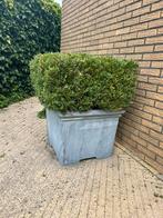 Mooie grote  buxus in grote pot, Bloeit niet, Minder dan 100 cm, Volle zon, In pot