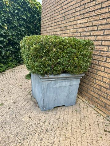 Mooie grote  buxus in grote pot   beschikbaar voor biedingen