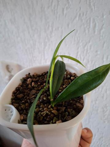 Hoya yingjiangensis  beschikbaar voor biedingen
