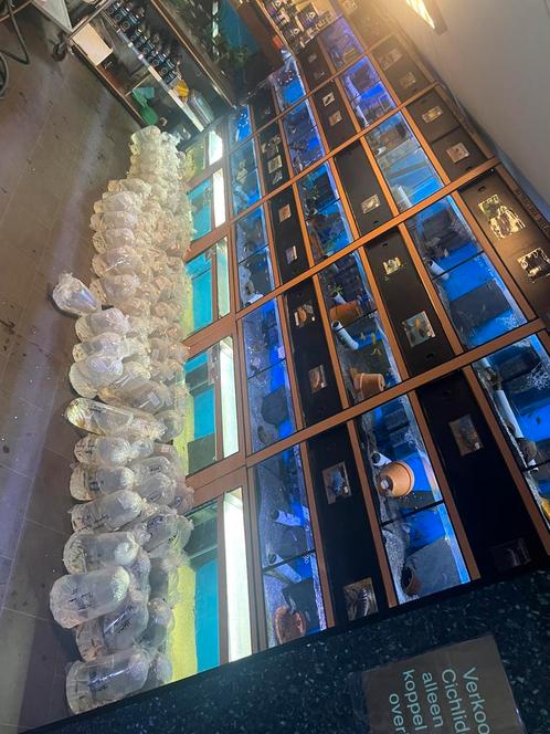 Malawi Duiven; ruim 70 soorten Malawi cichliden op voorraad!, Dieren en Toebehoren, Vissen | Aquariumvissen, Vis