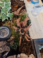 Tarantula s, Bijen