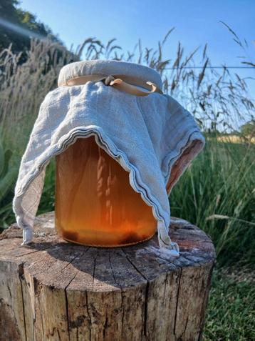Kombucha scoby, zwam beschikbaar voor biedingen