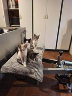 Lieve goed verzorgde kitten, Dieren en Toebehoren, Katten en Kittens | Raskatten | Korthaar, Meerdere dieren, 0 tot 2 jaar