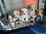 Maltipoo pups, Dieren en Toebehoren, Honden | Niet-rashonden, Meerdere, Meerdere dieren, Klein, Nederland