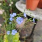 Vlas,lijnzaad,zaad dus,20 zaden, Verzenden, Voorjaar, Volle zon, Zaad