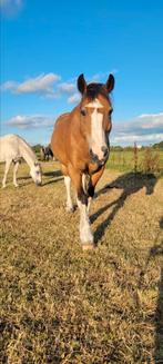 Alkmaar- verzorger gezocht voor mijn lieve 20-jarige ruin, Diensten en Vakmensen, Dieren | Paarden | Verzorging, Oppas en Les