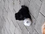 Mooie zwarte Pomeranians met fci uit geteste ouders, Dieren en Toebehoren, Keeshond, CDV (hondenziekte), 8 tot 15 weken, Meerdere