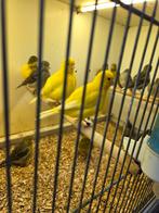 Five fancy, Dieren en Toebehoren, Meerdere dieren, Kleurkanarie