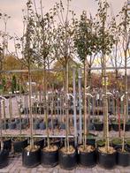 Gieser Wildeman Stoofpeer Hoogstam, Tuin en Terras, Planten | Bomen, Overige soorten, Lente, 250 tot 400 cm, Ophalen