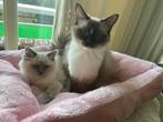 Ragdoll Blue Point kitten poesje met stamboom te koop, Dieren en Toebehoren, Katten en Kittens | Raskatten | Langhaar, Poes, Met stamboom