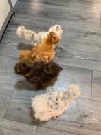 4 hennen🐥 Usa Zijdehoen 14 wk  geent 💯% hen garantie✅, Dieren en Toebehoren, Vrouwelijk, Kip