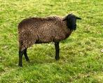 Solognote ooi te koop, Dieren en Toebehoren, Vrouwelijk, Schaap