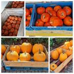 pompoenen Halloween en hakkaido (artisjok/limonium), Ophalen, Overige soorten, Volle zon