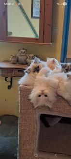 Prachtige Maine coon Kittens, Dieren en Toebehoren, Katten en Kittens | Raskatten | Langhaar, Meerdere dieren, Ontwormd, 0 tot 2 jaar