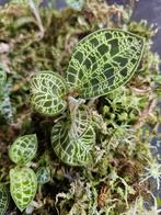Jewel Orchid stekken beschikbaar, Huis en Inrichting, Ophalen of Verzenden, Overige soorten, Minder dan 100 cm