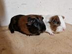 Jonge cavia's, Dieren en Toebehoren, Knaagdieren, November, Mannelijk, Cavia
