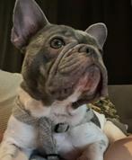 Lieve Franse Bulldog te koop —speciale zorg vereist, Dieren en Toebehoren, Honden | Bulldogs, Pinschers en Molossers, Teef, Bulldog