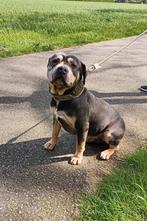 Pitbull - bully xxl tricolor merle, Dieren en Toebehoren, Particulier, 1 tot 2 jaar, Reu, Nederland