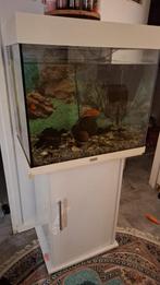 Vissen aquarium, Dieren en Toebehoren, Ophalen, Zo goed als nieuw