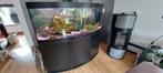 Aquarium Juwel vision 450 compleet, Dieren en Toebehoren, Ophalen, Zo goed als nieuw, Gevuld zoetwateraquarium