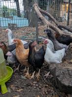 Legkippen te koop, Dieren en Toebehoren, Pluimvee, Vrouwelijk, Kip