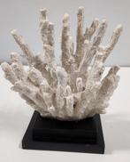 Decoratief Koraal. Flow woonaccessoires., Ophalen of Verzenden, Carolina's Outlet, Carolinasoutlet@hotmail.com, Epelenberg 18